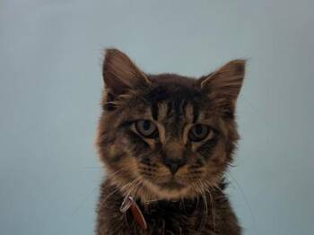 Gerald -  Domestic Medium Hair and Domestic Short Hair Cat for Adoption in Woodbury, Minnesota - Gerald | PetCurious