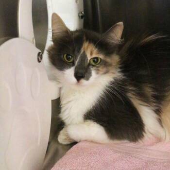 Ellie -  Domestic Long Hair Cat for Adoption in Des Moines, Iowa - Ellie | PetCurious