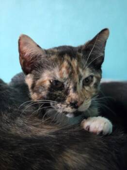 Trash Panda -  Domestic Short Hair Cat for Adoption in Fort Collins, Colorado - Trash Panda | PetCurious