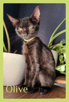 OLIVE -  Tabby Cat for Adoption in Lawton, Oklahoma - OLIVE | PetCurious