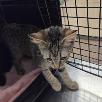 Quelana -  Domestic Short Hair Cat for Adoption in Chattanooga, Tennessee - Quelana | PetCurious