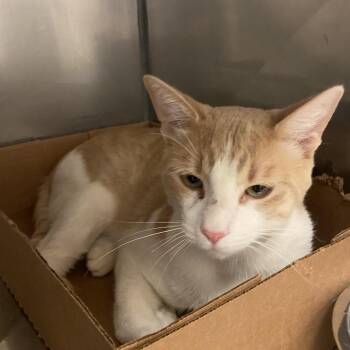 Sulley -  Domestic Short Hair Cat for Adoption in Monroe, Louisiana - Sulley | PetCurious