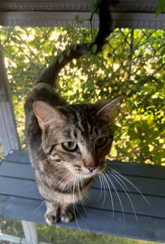Domestic Short Hair Cats Available for Adoption in Phoenix, Arizona - Sasha | PetCurious
