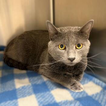 Domestic Short Hair Cats Available for Adoption - Sebastian- #50479 | PetCurious