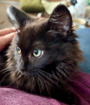 Rescue Domestic Medium Hair Cats for Adoption in Palmer, Alaska - Clawdette | PetCurious
