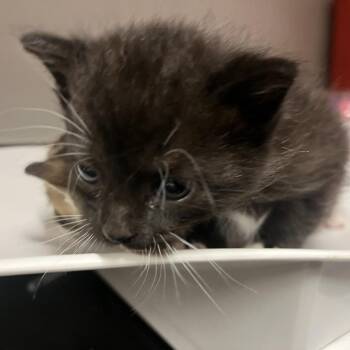 Domestic Short Hair Cats Available for Adoption in Chattanooga, Tennessee - Macaron | PetCurious