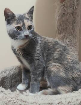 Meadow -  Dilute Calico Cat for Adoption in Canonsburg, Pennsylvania - Meadow | PetCurious