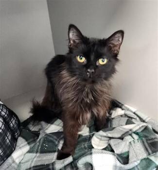 Domestic Long Hair Cats Available for Adoption in Kalamazoo, Michigan - JELLY BEAN | PetCurious