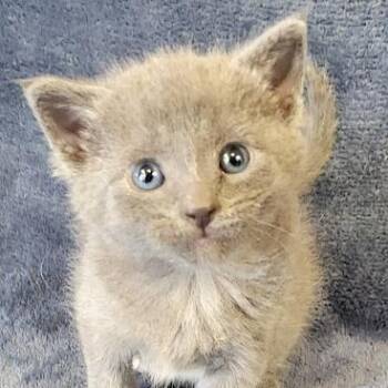 Furley -  Domestic Short Hair Cat for Adoption in Grand Island, Nebraska - Furley | PetCurious