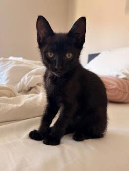 Domestic Short Hair Cats Available for Adoption in Seattle, Washington - Betsey | PetCurious