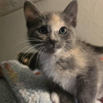 Pebble -  Domestic Short Hair Cat for Adoption in Portland, Oregon - Pebble | PetCurious