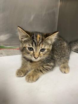 Diva -  Domestic Short Hair Cat for Adoption in Hopkinsville, Kentucky - Diva | PetCurious