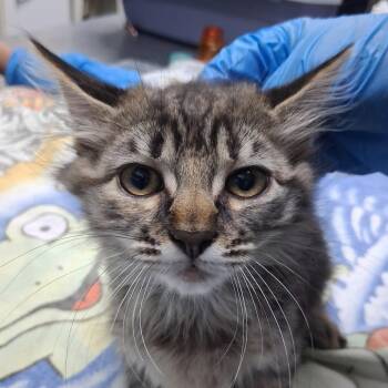 Talula -  Domestic Medium Hair Cat for Adoption in Summerville, South Carolina - Talula | PetCurious