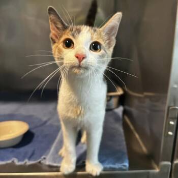 American Shorthair Cats Available for Adoption in Tampa, Florida - Spork | PetCurious