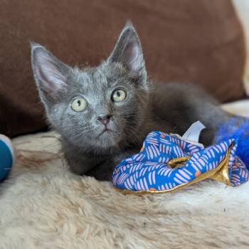 Mikey (Velvet Bunny) -  Russian Blue and Domestic Short Hair Cat Available for Adoption in Tucker, Georgia - Mikey (Velvet Bunny) | PetCurious