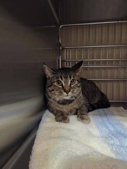 Sipping Chocolate -  Domestic Short Hair Cat for Adoption in Vancouver, Washington - Sipping Chocolate | PetCurious