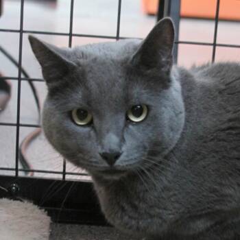 Lady (Daphne) -  Domestic Short Hair Cat for Adoption in Sarasota, Florida - Lady (Daphne) | PetCurious