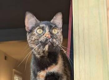 Rescue Domestic Short Hair Cats for Adoption in Evanston, Illinois - Hazel | PetCurious