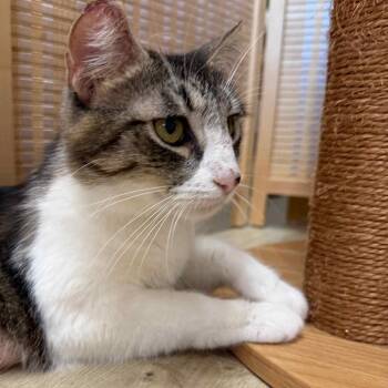 Bellamy -  Domestic Short Hair Cat for Adoption in Tustin, California - Bellamy | PetCurious