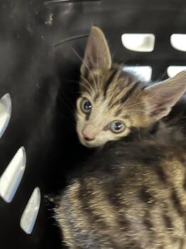 A138437 -  Domestic Short Hair Cat for Adoption in Palmetto, Florida - A138437 | PetCurious