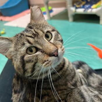 Domestic Medium Hair Cats Available for Adoption - Tank | PetCurious
