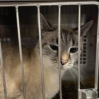 Delilah -  Siamese Cat for Adoption in Mount Vernon, Indiana - Delilah | PetCurious