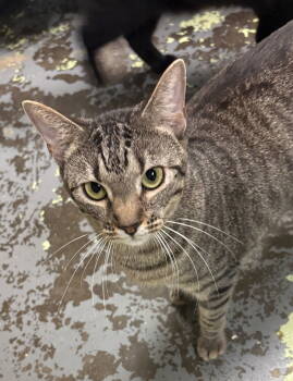 Rescue Domestic Short Hair Cats for Adoption in Jackson, Mississippi - Bobby | PetCurious