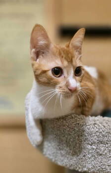 Rescue Domestic Short Hair Cats for Adoption in Rowlett, Texas - Butterscotch | PetCurious
