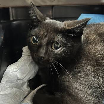 Esme -  Domestic Short Hair Cat for Adoption in Newark, New Jersey - Esme | PetCurious