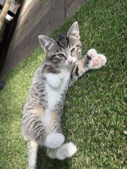 Bug aka Birdie -  Domestic Short Hair Cat for Adoption in Ferndale, Michigan - Bug Aka Birdie | PetCurious