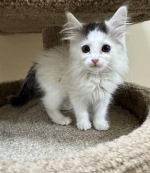 Cornelia -  Domestic Long Hair Cat for Adoption in Gainesville, Virginia - Cornelia | PetCurious
