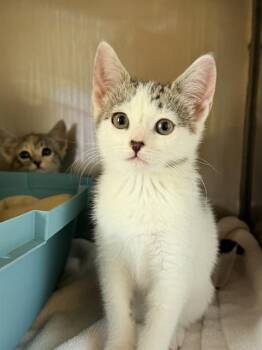 TABITHA* -  Domestic Short Hair Cat Available for Adoption in Santa Cruz, California - TABITHA* | PetCurious