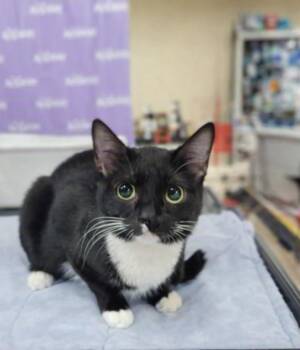 Sox -  Domestic Short Hair Cat for Adoption in Morganton, North Carolina - Sox | PetCurious