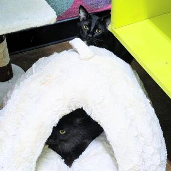 Batman & Fluffy -  Domestic Short Hair Cat for Adoption in Springfield, Missouri - Batman & Fluffy | PetCurious