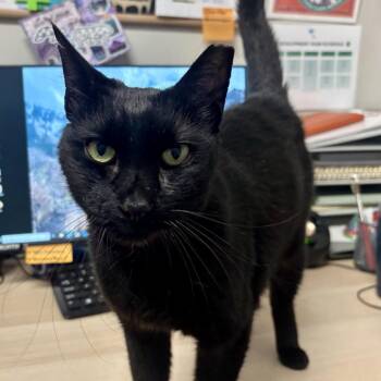 Auzi -  Domestic Short Hair Cat for Adoption in Murray, Utah - Auzi | PetCurious
