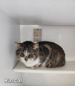 Rescue Domestic Short Hair Cats for Adoption in Wabash, Indiana - Rascal | PetCurious