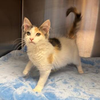 Clementine -  Domestic Long Hair Cat for Adoption - Clementine | PetCurious