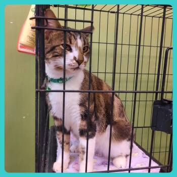 Domestic Short Hair Cats Available for Adoption - Fig | PetCurious