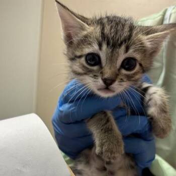 Tabby Von Meow -  Domestic Short Hair Cat for Adoption in Tempe, Arizona - Tabby Von Meow | PetCurious