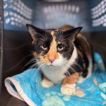 Zoey--In Foster -  Domestic Short Hair Cat for Adoption in Fargo, North Dakota - Zoey--In Foster | PetCurious