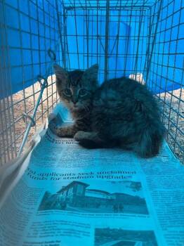Lobster -  Domestic Medium Hair Cat for Adoption in Cincinnati, Ohio - Lobster | PetCurious