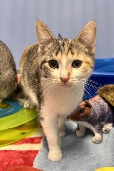 RARITY -  Domestic Short Hair Cat for Adoption in Kalamazoo, Michigan - RARITY | PetCurious