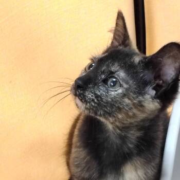Sophie -  Tortoiseshell and Domestic Short Hair Cat for Adoption in Montour Falls, New York - Sophie | PetCurious