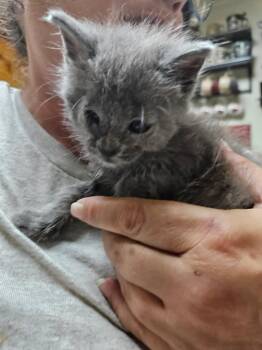 Little Bit -  Domestic Short Hair Cat for Adoption in Dyersburg, Tennessee - Little Bit | PetCurious