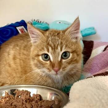 Domestic Short Hair Cats Available for Adoption - Fern | PetCurious