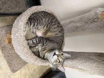 Domestic Short Hair Cats Available for Adoption in Toledo, Ohio - Leo | PetCurious