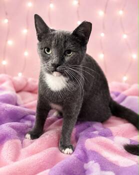 Traffic Cone -  Domestic Short Hair Cat for Adoption in Rixeyville, Virginia - Traffic Cone | PetCurious