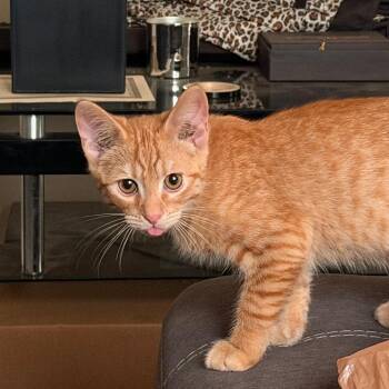 Pigs in a Blanket -  Domestic Short Hair Cat for Adoption in Greensboro, North Carolina - Pigs In A Blanket | PetCurious