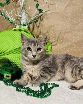 Domestic Short Hair Cats Available for Adoption - Opal | PetCurious