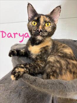 Darya -  Tortoiseshell Cat for Adoption in Clarksville, Tennessee - Darya | PetCurious